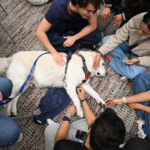 A therapy dog lying on the ground being petted by students.