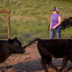 Woman in a purple shirt and cap walking near black calves in a grassy farm area during daylight.